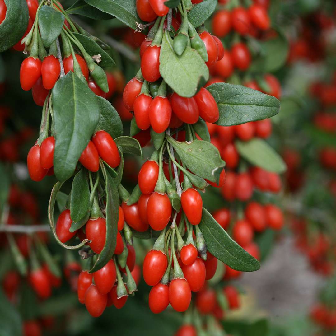 Heavy berry set of Sweet Lifeberry Lycium on vine